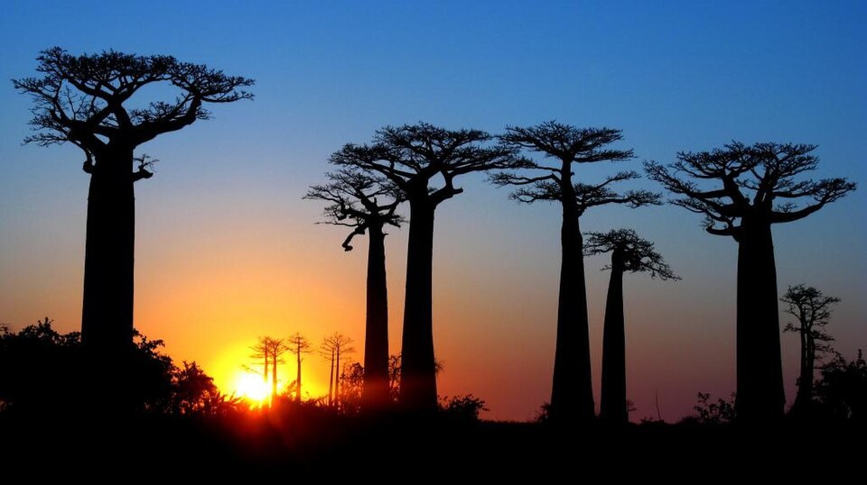 Allée des baobabs à Madagascar au coucher du soleil